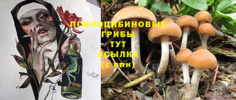 купить  цена  Дубна  Галлюциногенные грибы Psilocybe 